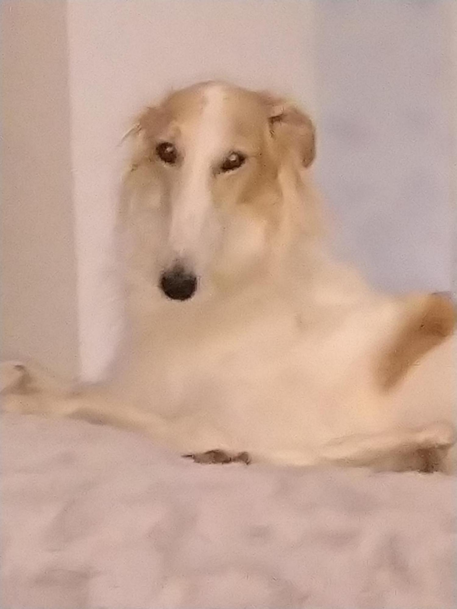 مبيت وإفطار Vully-les-Lacs Swiss Borzoi House المظهر الخارجي الصورة