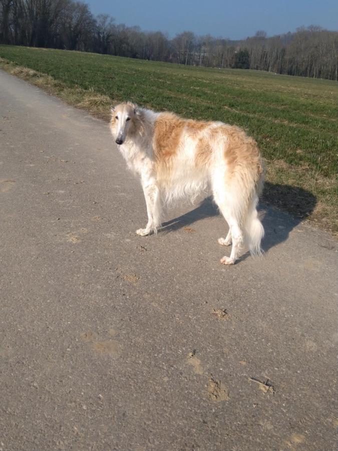 مبيت وإفطار Vully-les-Lacs Swiss Borzoi House المظهر الخارجي الصورة