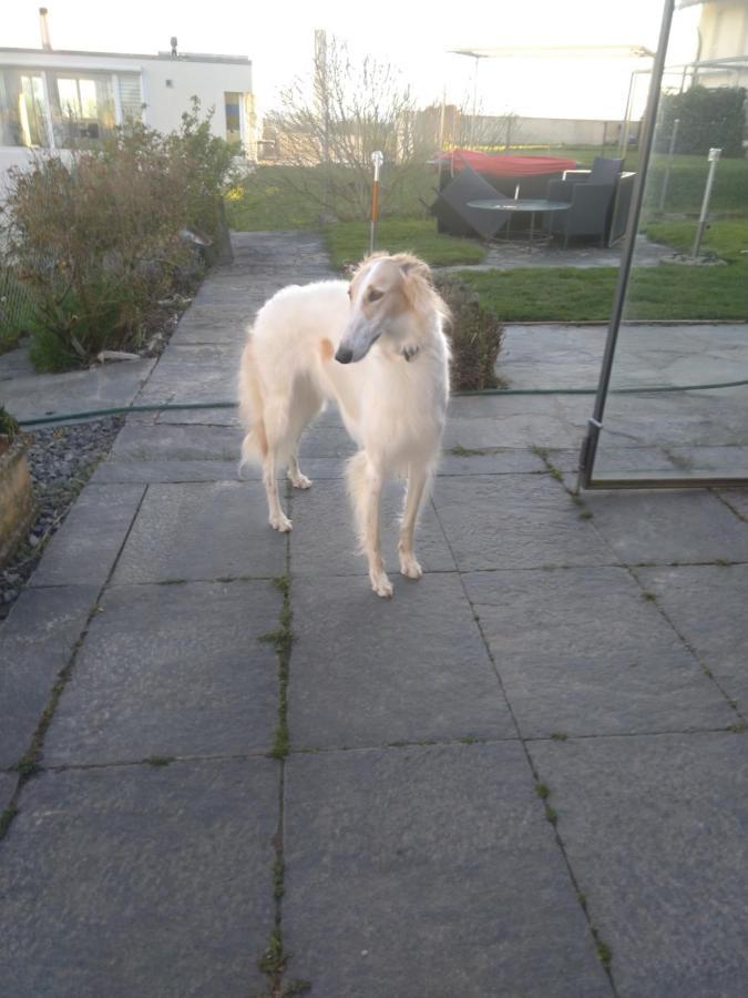 مبيت وإفطار Vully-les-Lacs Swiss Borzoi House المظهر الخارجي الصورة