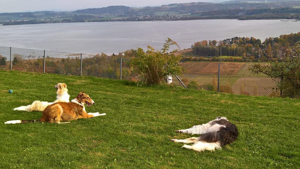 مبيت وإفطار Vully-les-Lacs Swiss Borzoi House المظهر الخارجي الصورة