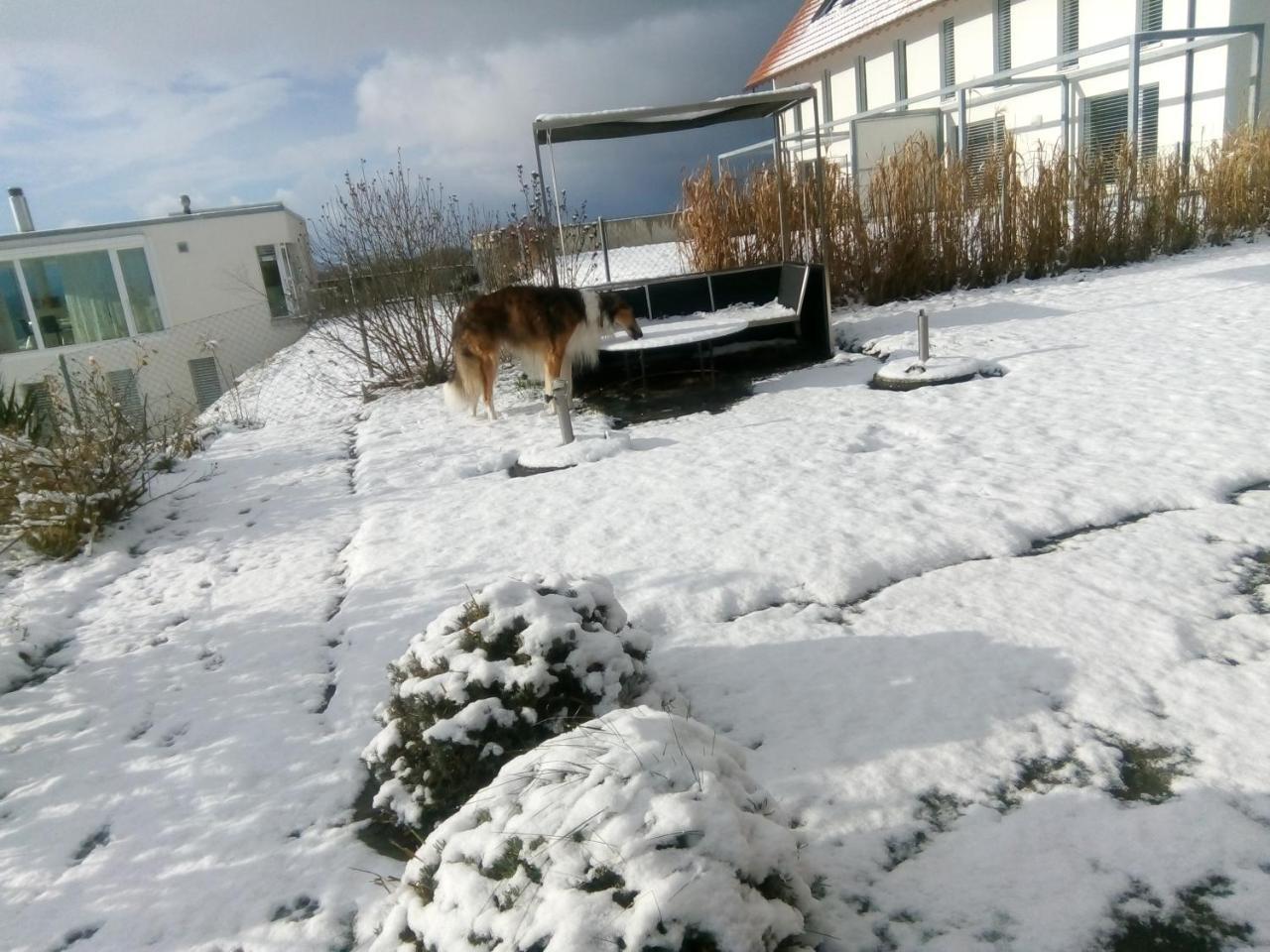 مبيت وإفطار Vully-les-Lacs Swiss Borzoi House المظهر الخارجي الصورة