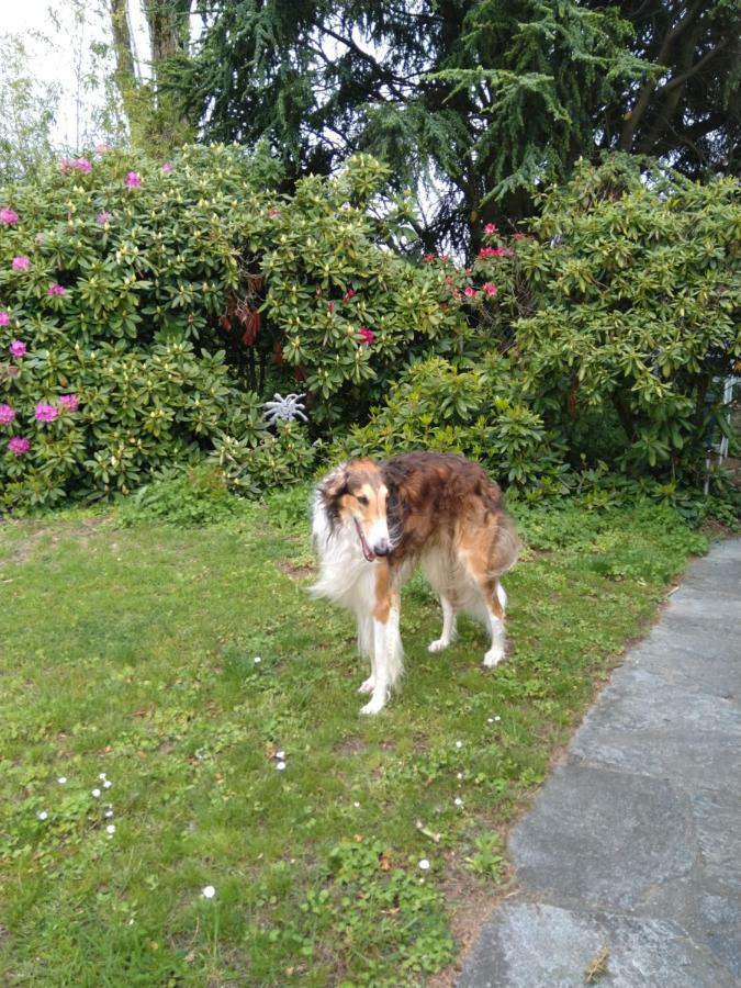 مبيت وإفطار Vully-les-Lacs Swiss Borzoi House المظهر الخارجي الصورة