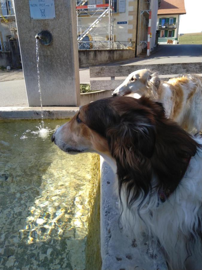 مبيت وإفطار Vully-les-Lacs Swiss Borzoi House المظهر الخارجي الصورة
